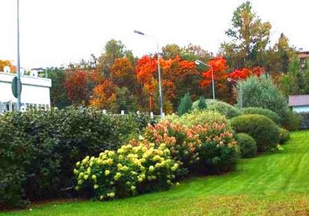 Ce arbuști pot fi plantate de-a lungul gardului (poate) Ce arbuști pot fi plantate de-a lungul gardului