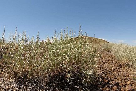 Ce plante cresc în deșert (numele și imagini)