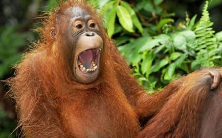 Ce animale sunt în măsură să râdă