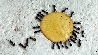 Cum sa scapi de furnici negre în casă