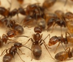 Cum sa scapi de furnici negre în casă