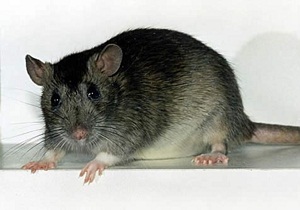 Cum să scapi de șobolani în casa privată a celor mai eficiente metode