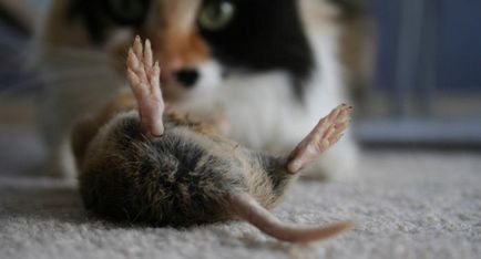 Cum să scapi de șoareci într-o otravă acasă privat pentru șobolani și șoareci