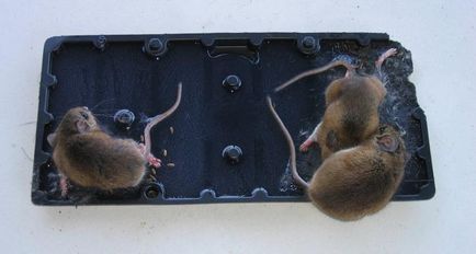 Cum să scapi de șoareci într-o otravă acasă privat pentru șobolani și șoareci