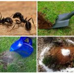 Cum sa scapi de furnici în paturile în grădina de remedii populare