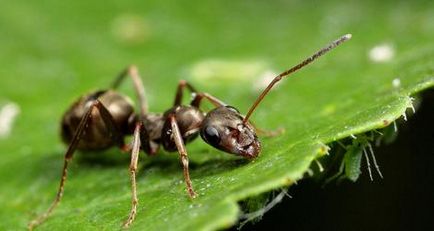 Cum sa scapi de furnici în grădină