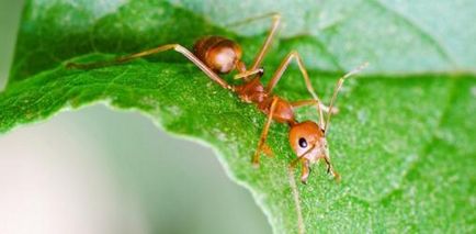 Cum sa scapi de furnici în grădină