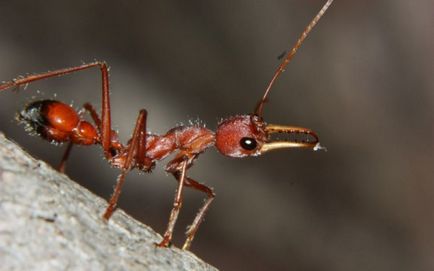 Cum sa scap de furnici în casă