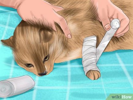 Cum de a trata o pisica, în cazul în care mușcat de un câine
