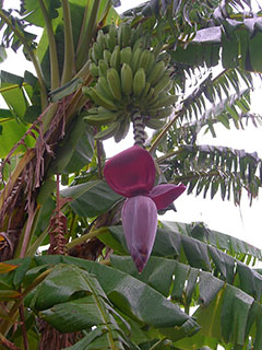 Deoarece motivele din spatele bananelor de banane - o planta minunata!
