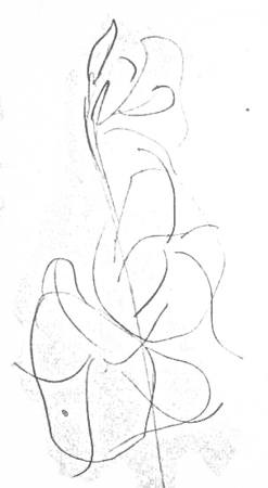 Cum de a desena un gladiole