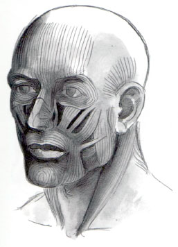 Cum de a desena un cap proporțiile umane ale capului și feței