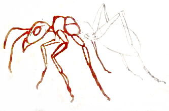 Cum de a desena etape de furnici (colorarea ant) Cum de a desena etape de furnici