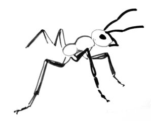 Cum de a desena etape de furnici