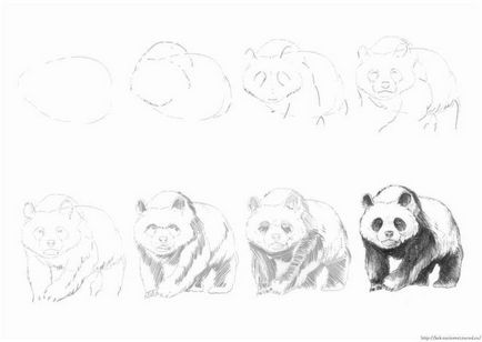 Cum să atragă un panda un stilou simplu, folosind fotografie