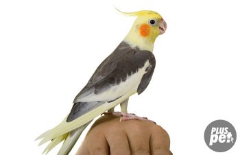 Cum de a preda un papagal pentru a vorbi Corell acasă