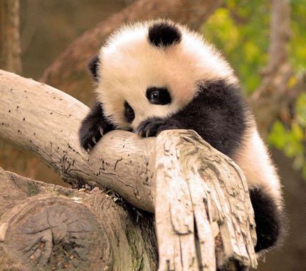 Cum numesti un copil panda