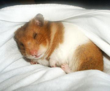 Cum pentru a numi hamster, așa îi plăcea numele
