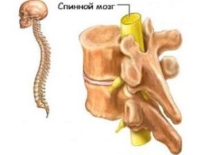 Deoarece măduva spinării este formată de substanța cenușie a bulbului rahidian și secundar, în cazul în care este în același timp