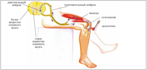 Ca materie cenușie format din creier măduva spinării și mediul medulla unde ambele situate (format) Deoarece măduva spinării este formată de substanța cenușie a bulbului rahidian și secundar, în cazul în care este în același timp