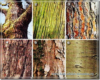 Cum de a identifica un copac de scoarță, mâinile - cum să profite la maximum