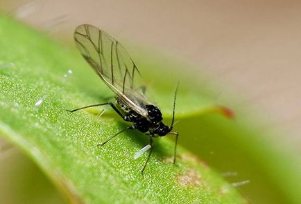 Cum de a determina care insectele sari în apartament