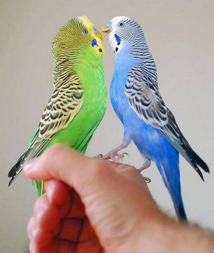 Cum de a determina sexul principalele metode de papagal ondulat