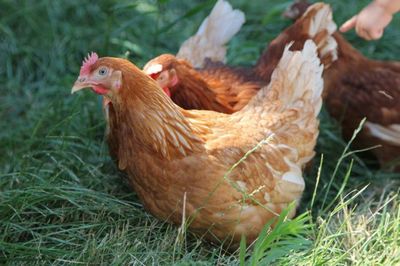 Cum de a determina vârsta de găini ouătoare sfaturi, pui