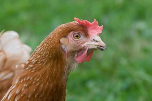 Cum pentru a determina vârsta găinilor ouătoare prin aspectul lor