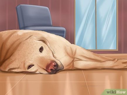 Cum de a determina dacă un câine este bolnav