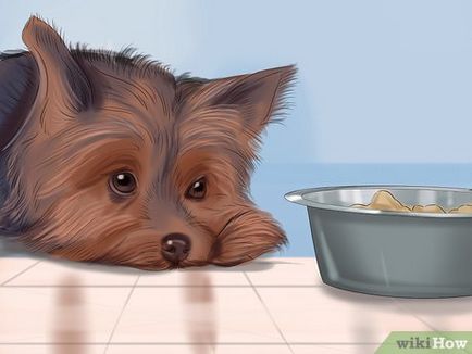 Cum de a determina dacă un câine este bolnav