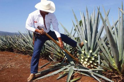 Cum de a distinge un fals Tequila Olmeca despre semnele de produse contrafăcute