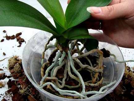 Cum să transplant orhidee proces pe sfaturi stem