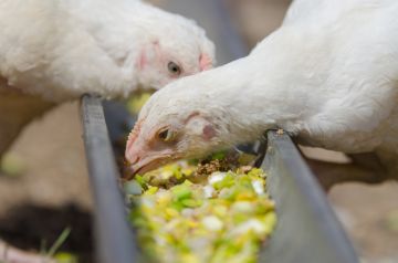 Cum de a alege un furaj pentru găini ouătoare și pui de carne în casă