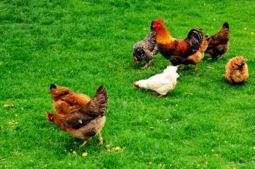 Cum de a alege un furaj pentru găini ouătoare și pui de carne în casă