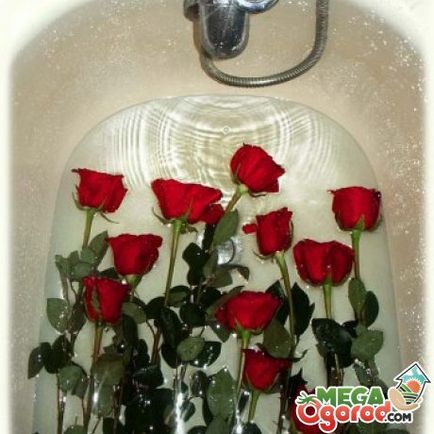 Cum să reînvie un buchet de trandafiri ofilită