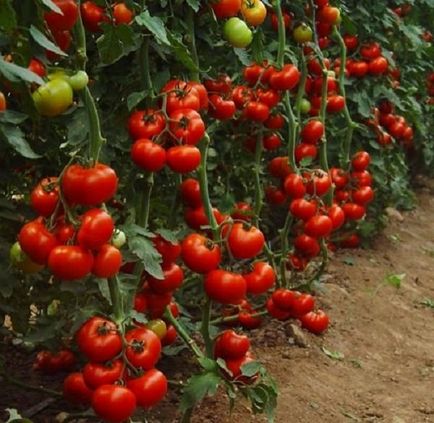 Cum prindeți tomate în sol deschis