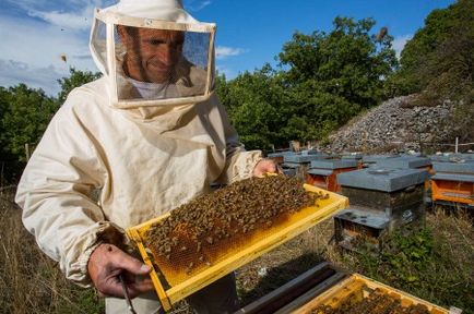 Cum albinele fac miere de ce și cât de mult este colectat și a permis (video)