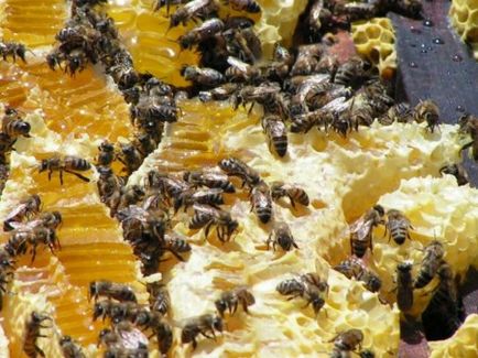 Cum albinele fac miere de ce și cât de mult este colectat și a permis (video)