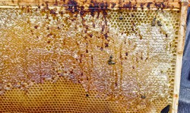 Ca albinele colectează miere de albine, care le-a învățat