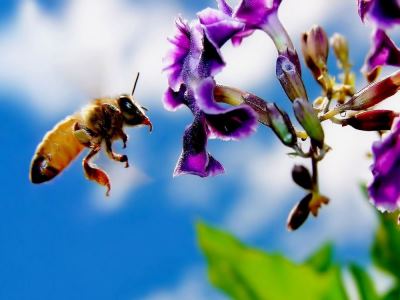 Ca albinele colectează miere de albine, care le-a învățat
