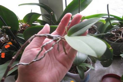 Cum să transplant orhidee Babe acasă modul de procesare orhidee planta, video