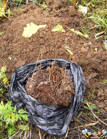 Cum să transplant de stejar din pădure pe teren agricol