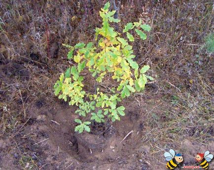 Cum să transplant de stejar din pădure pe teren agricol