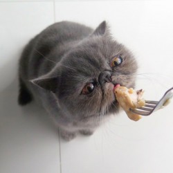 Cum de a transfera o pisica pe alimente naturale - catstock