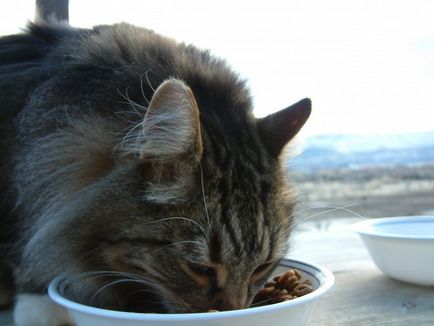 Cum de a transfera o pisica pe hrană uscată