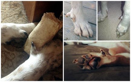 Cum să taie unghiile antrenamentul de câine și de instrucțiuni detaliate, animale de casa
