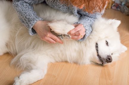 Cum să taie unghiile antrenamentul de câine și de instrucțiuni detaliate, animale de casa