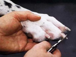 Cum se taie unghiile de câine la domiciliu