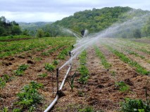 Cum se uda căpșun la momentul înfloririi, fructificării